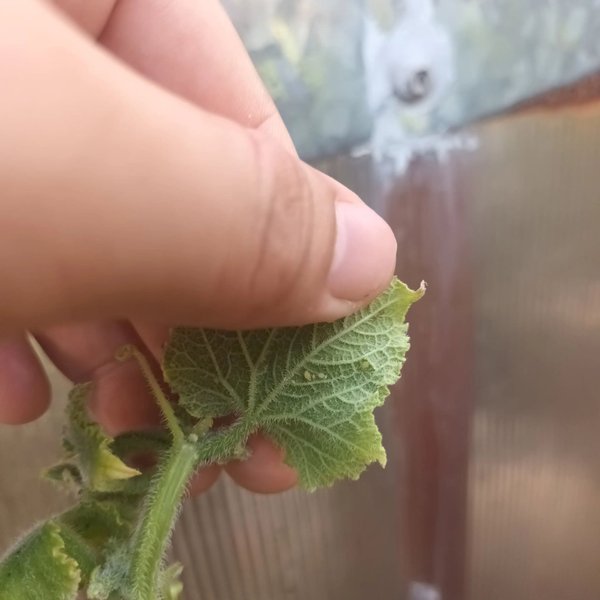 Daily  Garden Maintenance; Keeping Aphids at Bay