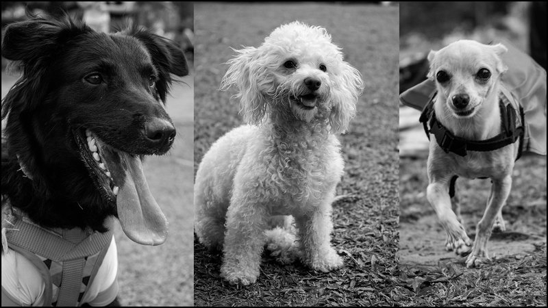 Photographing dogs in the park - Monomad Challenge.
