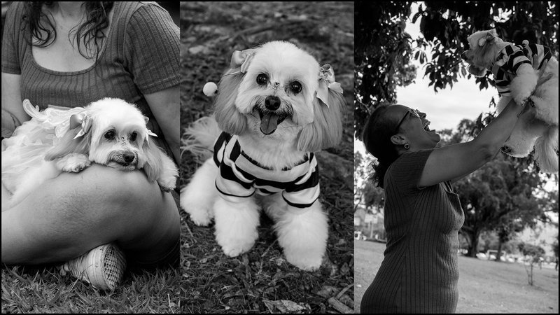Family dog photo shoot - Monomad Challenge.