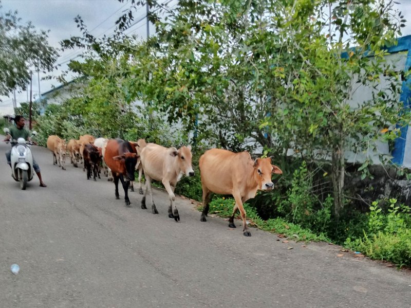 photo of cow