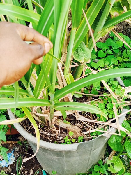 Have You Seen Sugarcane Stem Growing Pattern This Way?  It Absolutely Fast In Growth And Development Without Any Negative Effect On Other Related Crops 🌱🌿☘️🌿☘️
