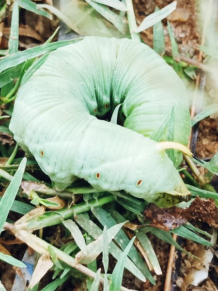 A Venomous Insect With Cycle Incompleted 🐝🦋 Slighted On The MAIZE 🌽🌽 Farm . Grublike Animal Skin. What Could This Be?  