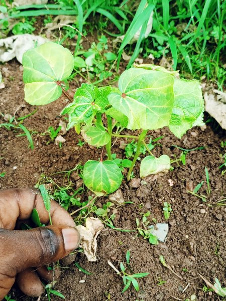 New Farm Activities And Healthy Development || Okro Farm Section With Great Uniform Growth ☘️🌱🌿🌱 Cropping System Practices. 