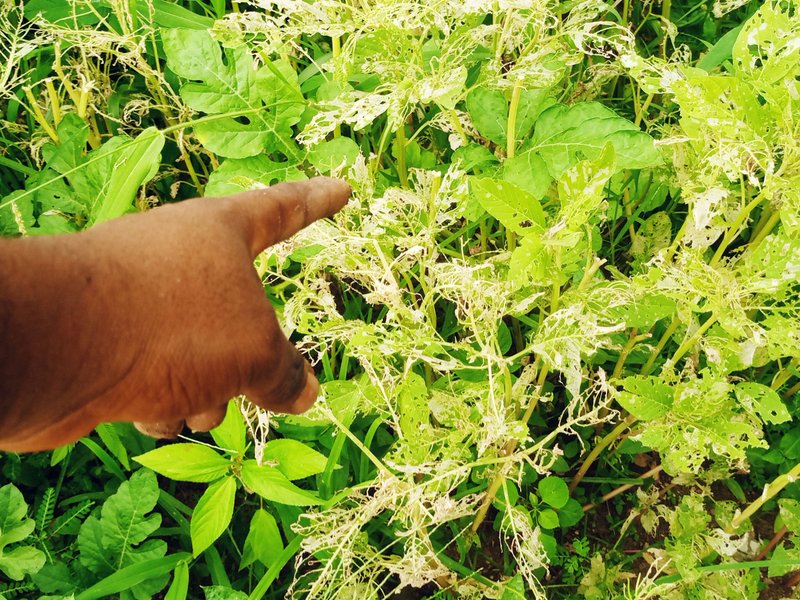 Damages Caused By Raining Season 🌦️🌧️ With The Excessive Amount Of Rain Drops For Concentration Of Pest And Diseases 😭😭 || Some Reasons Why Young People Complain About Failure To Farm. 
