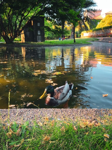Mallard in the Pond 🦆