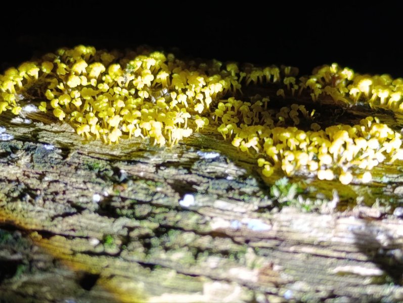 Fuligo Septica:   I Just Can't Get Enough Of Yellow Slime Mold --  No Me Canso...Fotos Diarios De Moho Amarillo