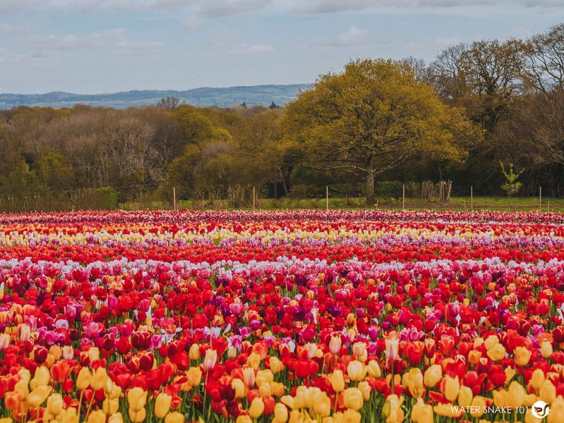 Tulleys Tulip Fest • A Countryside Sea of Colors Ep. 1
