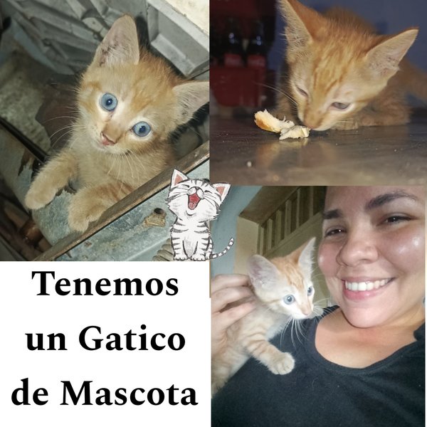 Increiblemente, Tenemos un Gatico de mascota🥰💕 || Incredibly, we have a pet Gatico🥰💕