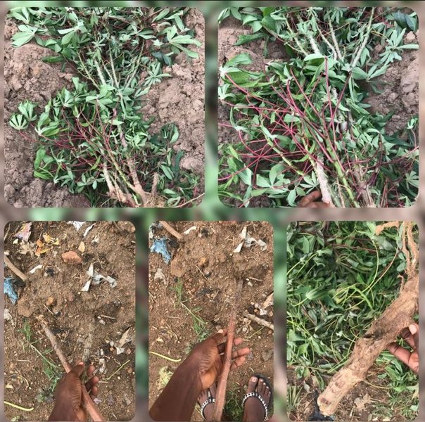 Planting Cassava with me . The process , specie and  it's Value and Major Importance to us