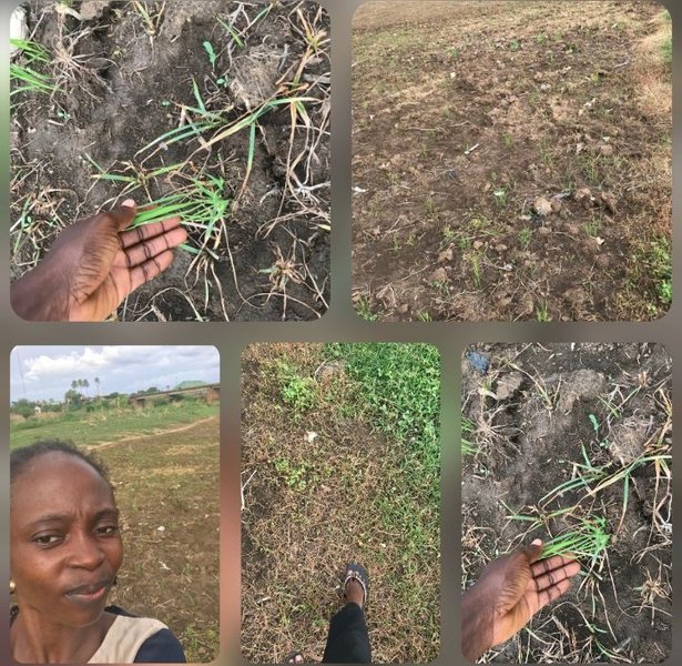 What to know About Growing Rice, Discovering New Specie🌾🌾🌾🌾🍚🍚