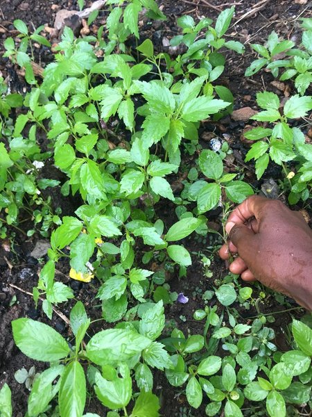 My Spinach veggies suffered an ugly fate while the Jute mallow enjoys progressive growth  