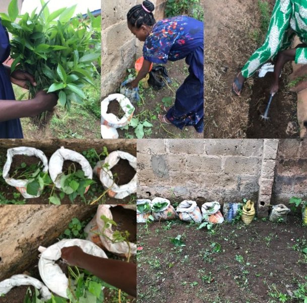 Harvesting Veggies ,  Planting sac potatoes and Sanitations 