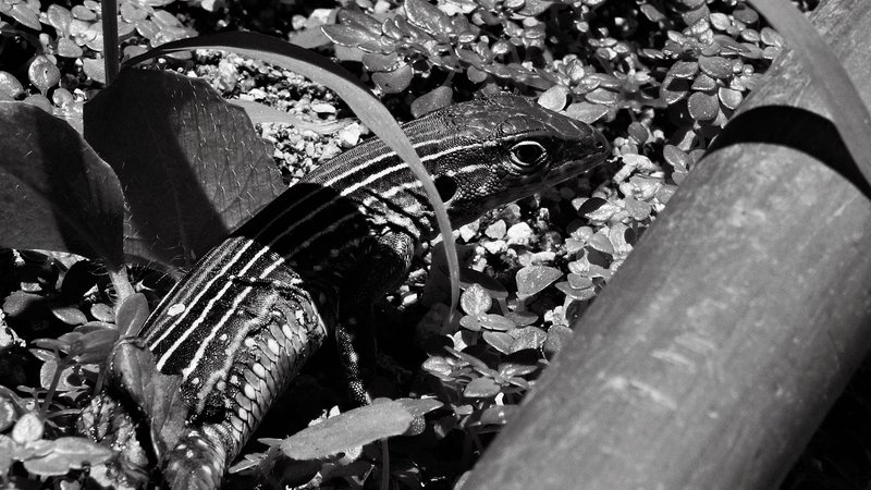 Monomad: A lizard among the leaves [Eng/Esp]