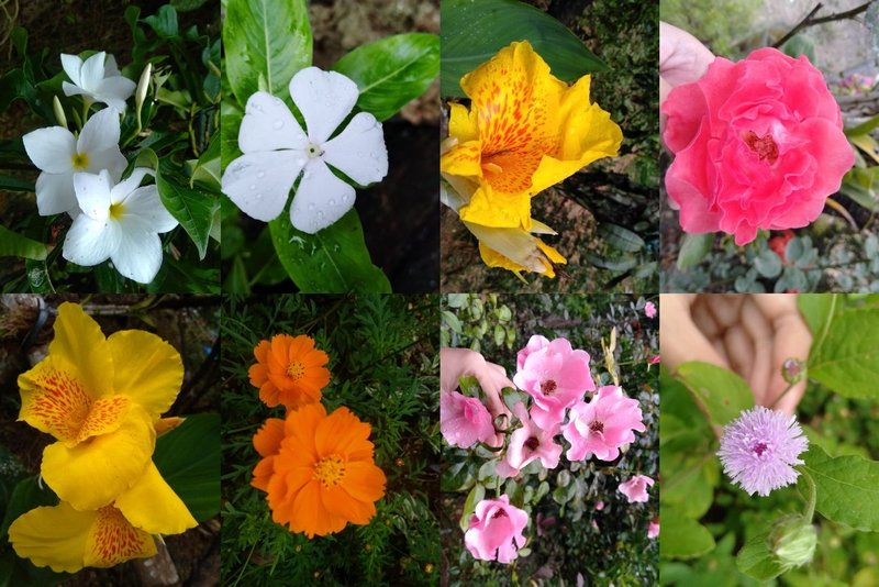 My Grandma's Pretty Flower Garden 🌺🌼
