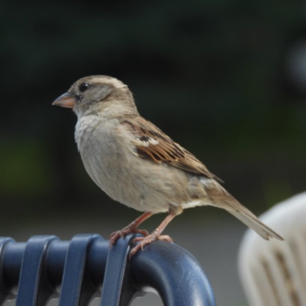Feathered Friends - Show Me A Photo Contest Round