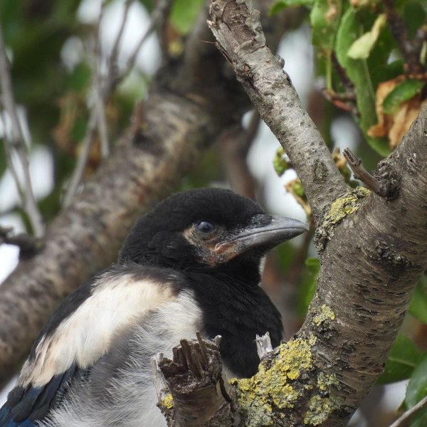 Feathered Friends - Show Me A Photo Contest Round 220