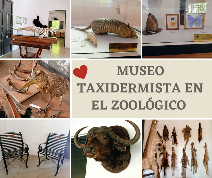 MUSEO TAXIDERMISTA EN EL ZOOLÓGICO LAS DELICIAS VENEZUELA [Esp-Eng ]