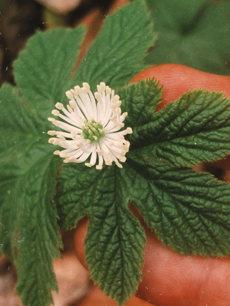 Finding rare Goldenseal in the wild