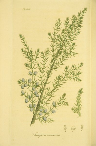 Deep Dive into the Ethnobotany of Juniper part 5: Common Juniper, Utah Juniper and Juniper medicine worldwide