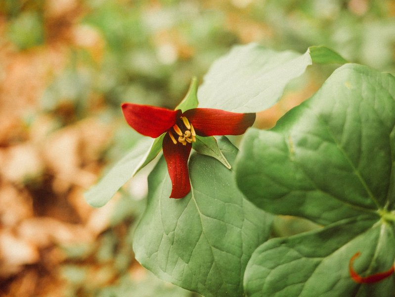 Scenes of Spring wildflowers + medicinal herbs in southern Appalachia and a personal update