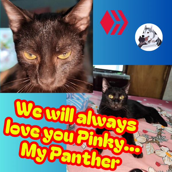 We will always love you Pinky... My Panther [Eng / Esp]