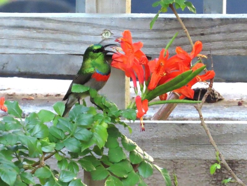 So, you want to see some birds.