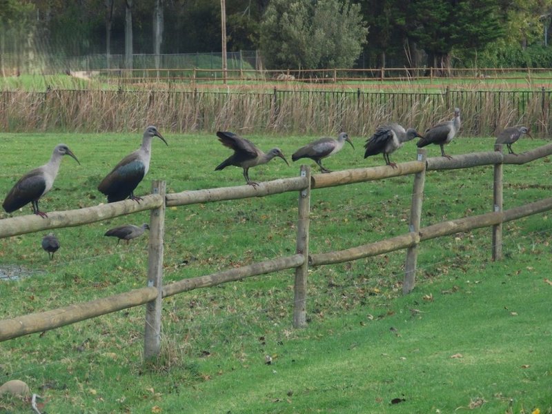 Some feathered friends at nature’s spa…