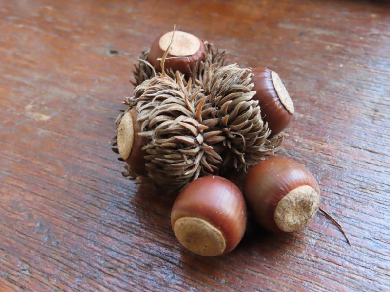 These little Bur Oak nuts drive the squirrels nuts (pun).