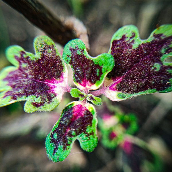Photofeed contest. Macro photography. Round 119