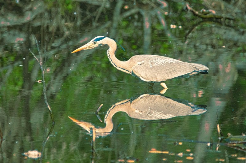 Grey Heron
