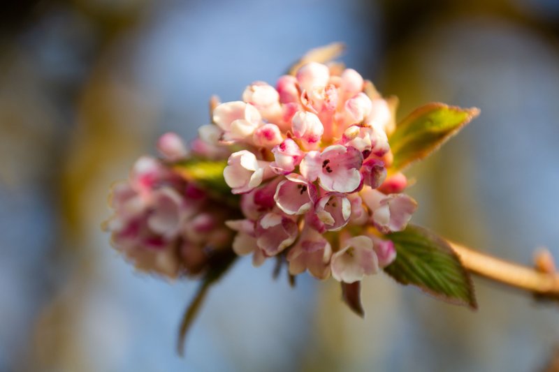 The first buds have arrived 🌸