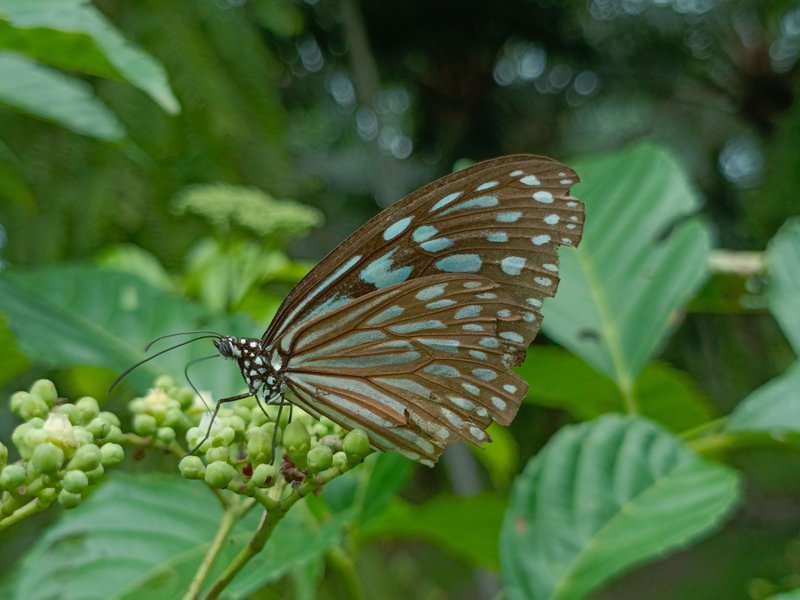 Ideopsis similis. 