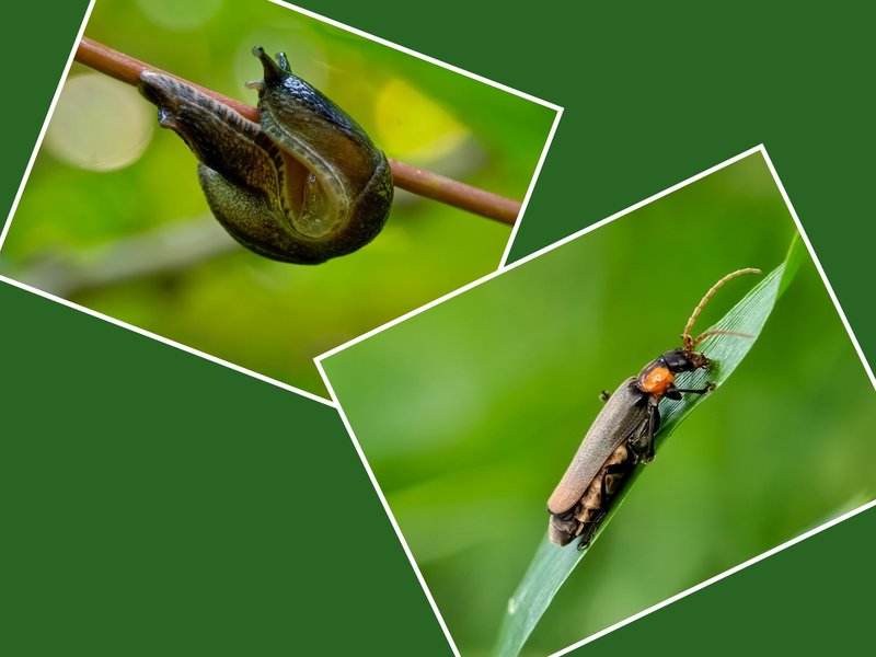 Two Macro Images of My Discoveries Today.
