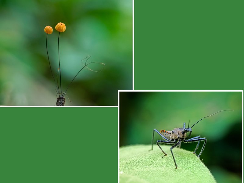 Two Very Amazing Pictures of Natural Decorations.
