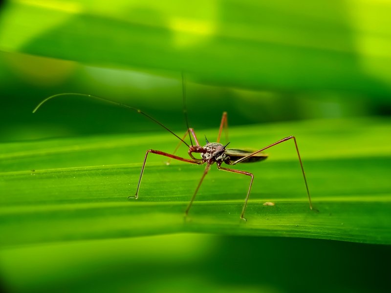 Euagoras plagiatus. 