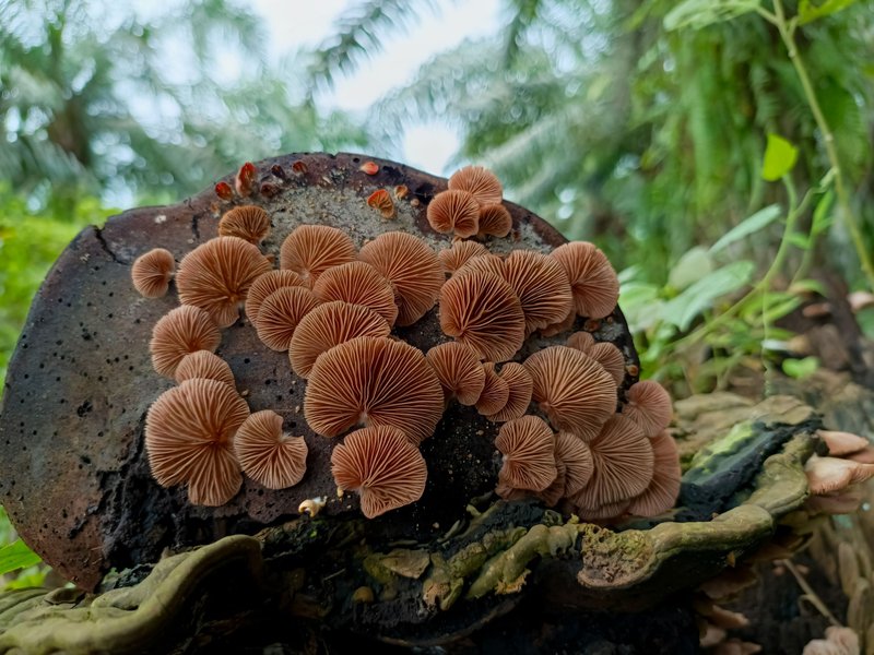 Fungifriday:: Dua gambar tumpukan jamur yang saya abadikan di komunitas tercinta.