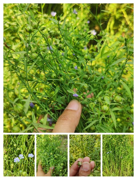 Natural Medicine!Planning to plant coriander vegetables "Coriander is very beneficial for our body.