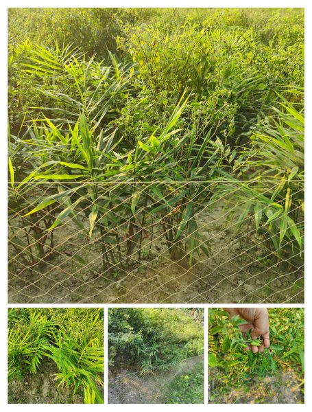 Natural Medicine!Planning to plant a vegetable garden of ginger and green chillies together"These vegetables are very beneficial for the body.