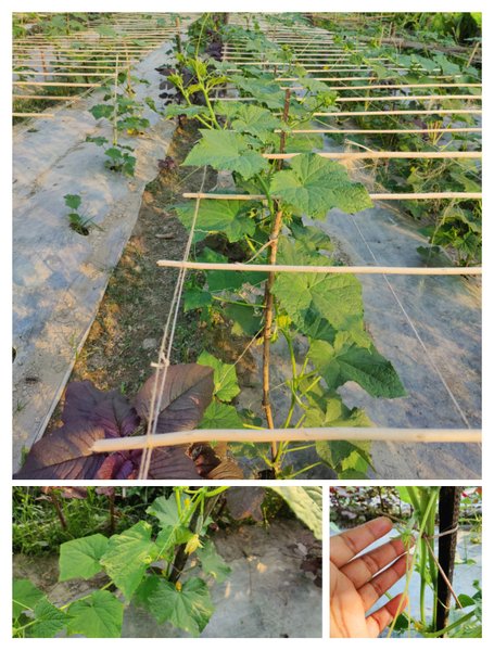 Natural Medicine!Vegetable garden planning Cucumber and red spinach  together"These vegetables are very beneficial for our body.
