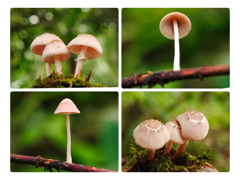 Fungi Friday - Two species of mushrooms that look so tempting and beautiful on this Friday