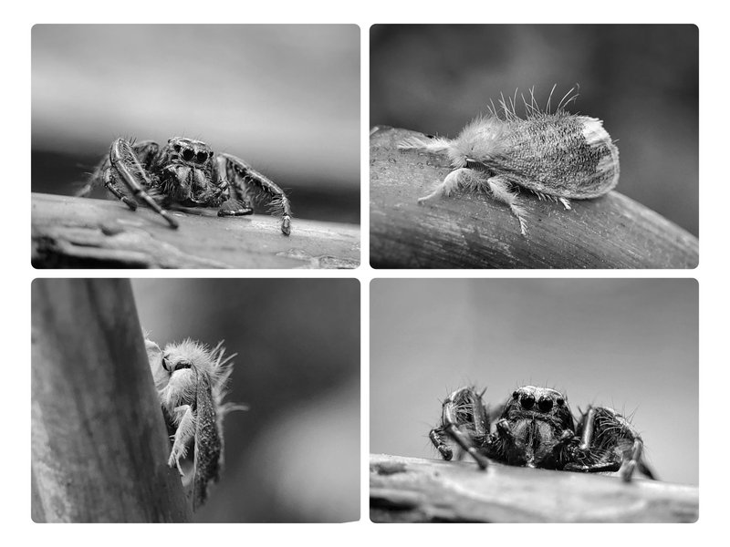 Monomad | Found some really beautiful & enchanting looking spider and moth species this Sunday
