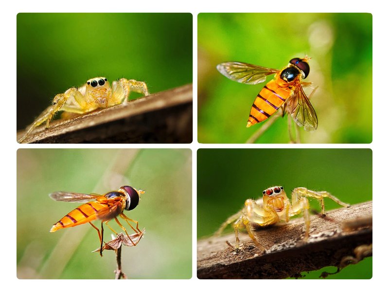 Macrophotography : Spiders and flies that look so charming and beautiful that I found in the small forest