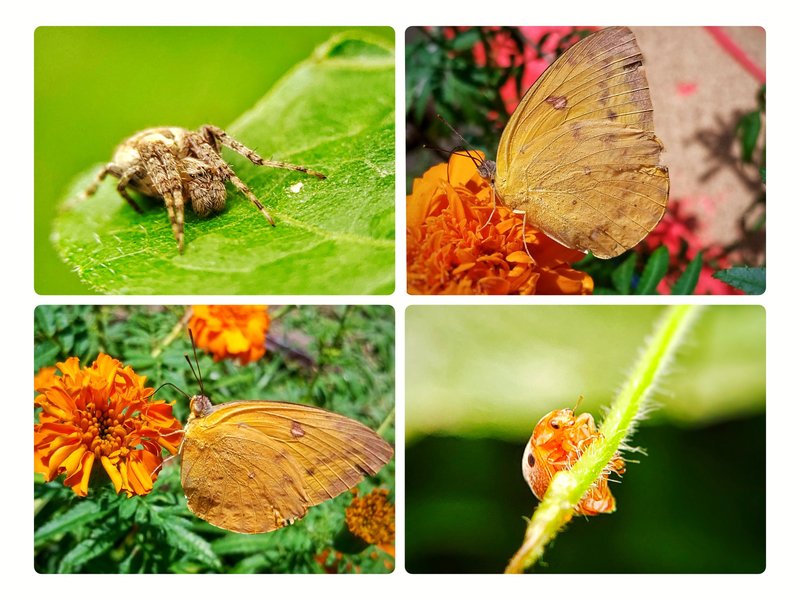 Macrophotography : Managed to photograph several species of small animals that looked so perfect and beautiful as I roamed around the swamp forest