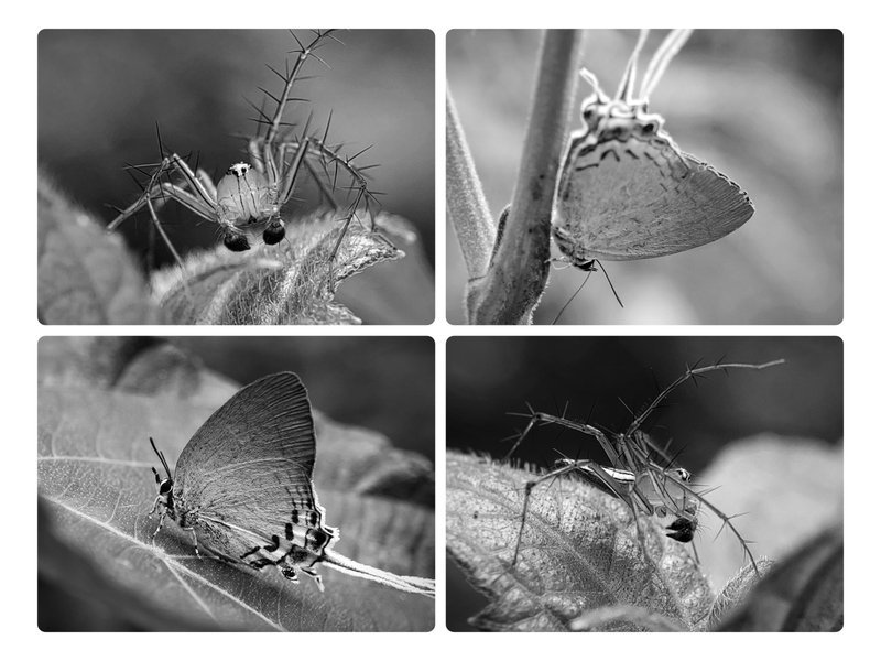 Monomad | Found some very beautiful and graceful looking spider and butterfly species this Wednesday