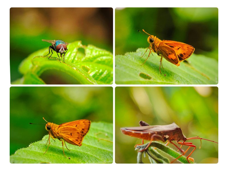 Macrophotography : 3 species of small animals that look so perfect & enchanting - 15 Photos