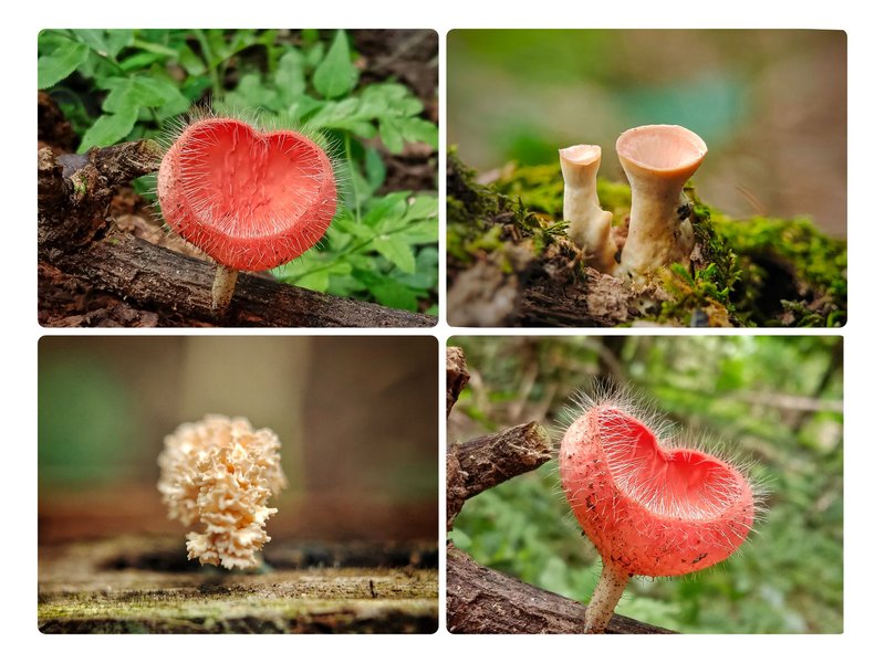 Fungi Friday - Found three species of mushrooms in some plantations two days ago which looked very beautiful and graceful
