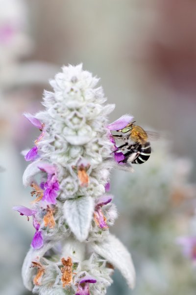 Did You Know Australia Has Blue Banded Bees? 