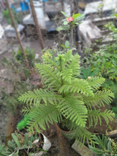 375 kilometers away 🛣 the king of my garden was found 🌲.