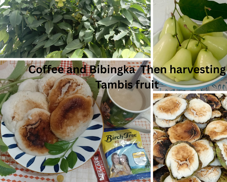 "Morning Coffee with My Favorite Traditional Delicacy BIBINGKA (Rice Cake) Then Harvesting TAMBIS(Watery Rose Apple)in my Friends Home"