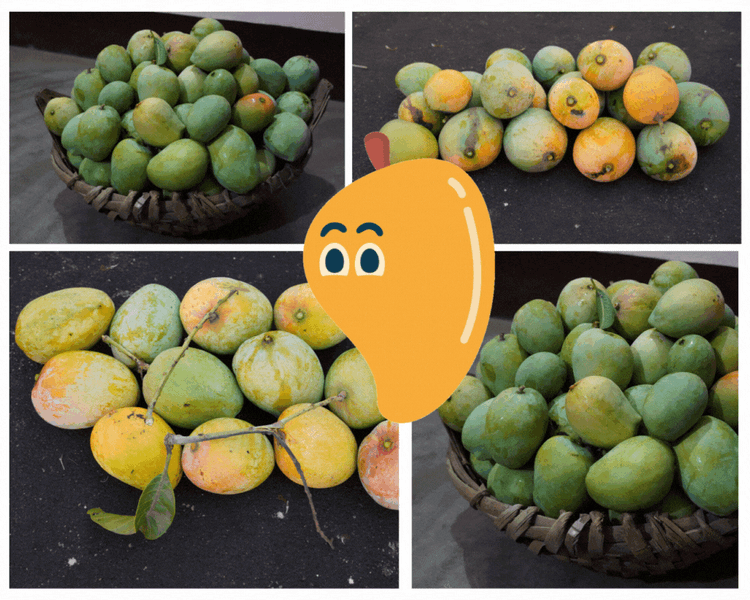 Mango Mania - Exotic mangoes from our garden